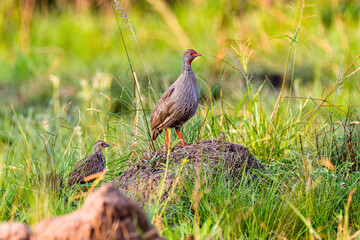 Red Necked Spurfowl