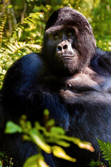 Mountain Gorilla