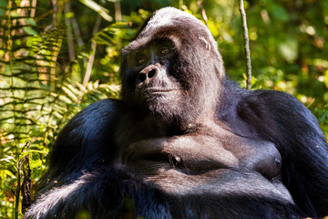 Mountain Gorilla