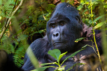 Mountain Gorilla