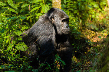 Mountain Gorilla