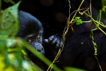 Mountain Gorilla