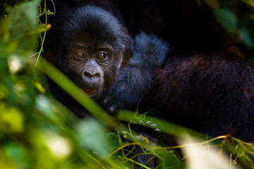 Mountain Gorilla