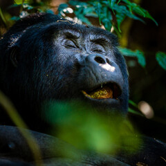 Mountain Gorilla