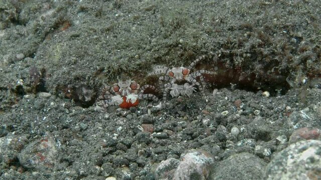 Two crabs are sitting next to the stone in their front paws, they are holding sea anemones. One crab has caviar on its belly.