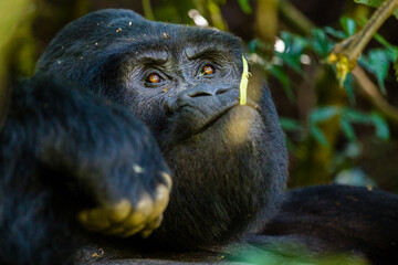 Mountain Gorilla