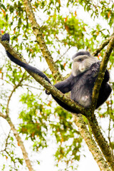Blue Monkey