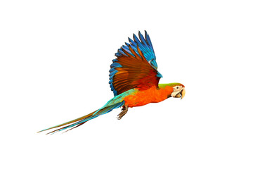 Plakat Colorful Harlequin macaw flying isolated on transparent background png file