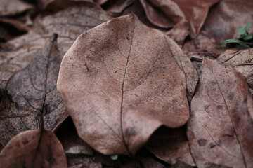 Fototapeta na wymiar Close-up shot of dry leaves on the ground