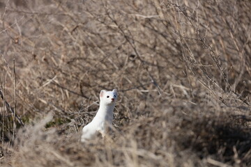 Stoat in the grass