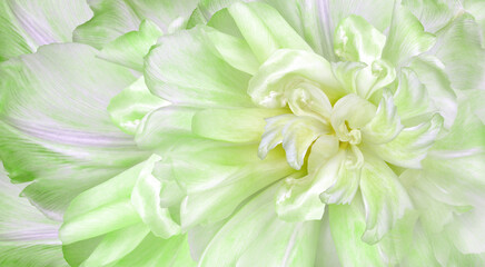 Flowers   light green  tulips  and petals.  Floral  background. Petals tulips. Close-up. Nature.