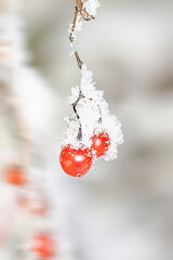 배풍등의 빨간 미소