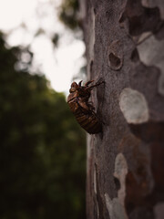 Cicada shell on a tree