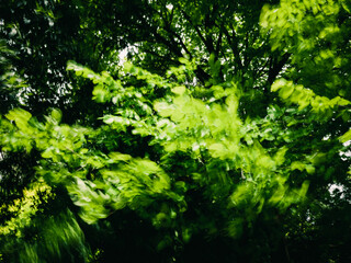 green leaves background