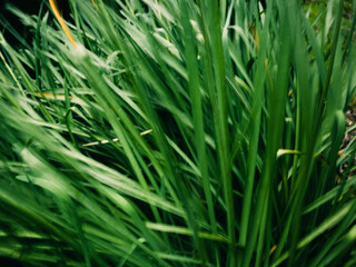 Green plant leaves