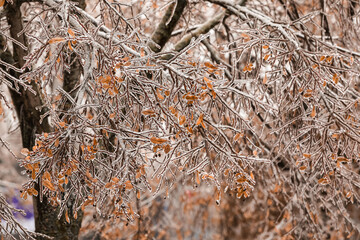 Closeup view of tree branches with dry leaves and small berries on winter day