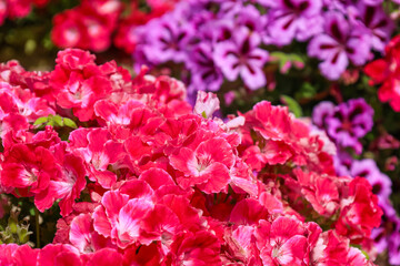 Bright pink flowers outdoors, closeup