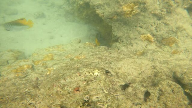 Threadfin Butterflyfish in Hanauma Bay, Hawaii. Snorkeling POV.