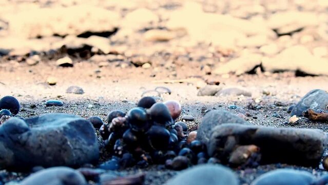 Strange, unique and crazy  small group of insects with shells in front of the camera in the jungle of Costa Rica in a still shot  on a beautiful sunny day with loads of jungle trees leaves sun etc