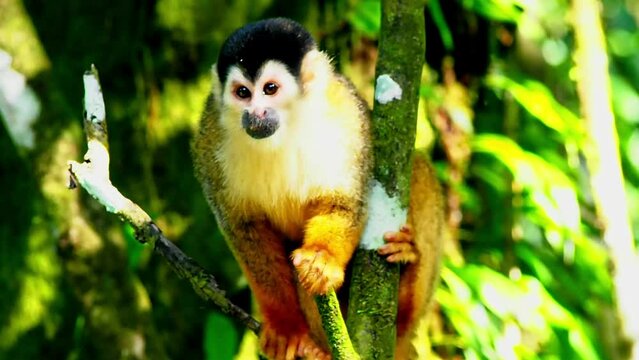 Strange and unique yellow and black monkey eats in a tree in front of the camera in the jungle of Costa Rica in a still shot  on a beautiful sunny day with loads of jungle trees leaves sun etc