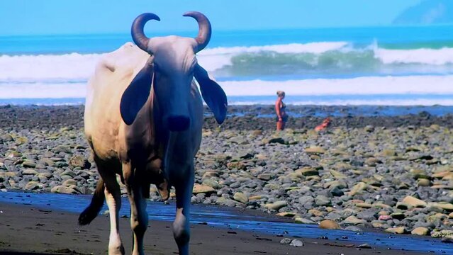 Strange and unique cow pass in front of the camera in the jungle and with the sea in the background of Costa Rica in a still shot  on a beautiful sunny day
