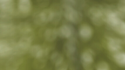 abstract background A bare green Christmas tree ready to be decorated. green black and white gradient blur isolated on white background green white isolated blank nature winter holiday plant by twig 