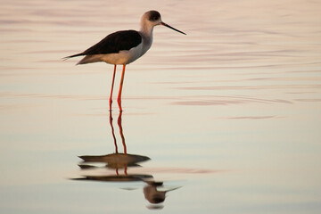 Black-winged stilt (Himantopus himantopus)