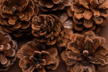 Closeup view of pine cones as background