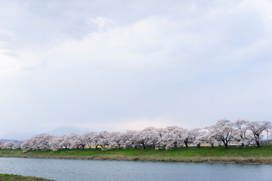 白石川堤一目千本桜