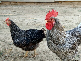 A grey rooster and a chicken on a farm. Close-up of poultry.