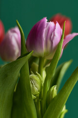                                Pink and red tulips on dark green background. Copy space. Greeting card. Valentines day