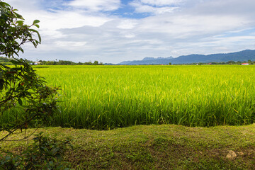 Green lush paddy field at the sunset valley Langkawi, Malaysia. Blue sky with white clouds on the...