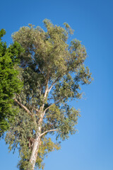 Eucalyptus tree, branches and leaves.