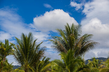 Fototapeta na wymiar Coconut Tree at the island of Langkawi. Coconut palm on blue sky. Palm tee with ripe coconuts. Exotic and wild scenery with palm trees and coconut trees in Malaysia. Green Palm Tree against blue sky