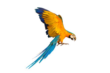 Colorful flying parrot isolated on transparent background.