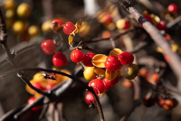 red oriental bittersweet berries with yellow capsule on a branch, macro 2