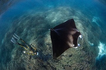 young women snorkeling next to majestic manta ray in clear waters at the Great Barrier Reef  in...