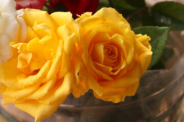 yellow rose on shop for sell