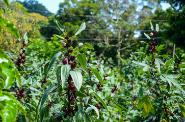 Hibiscus sabdariffa or roselle fruits flower in Taiwan. © LIU YU SHAN