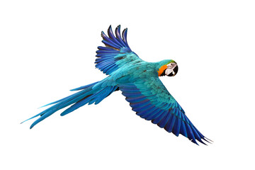 Colorful flying parrot isolated on transparent background.