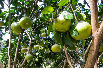 Pomelo tree in the farm.