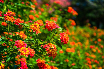 Lantana camara in the garden.