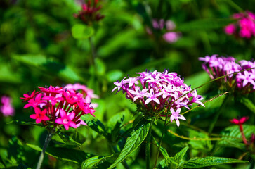 Pentas lanceolata in the garden.