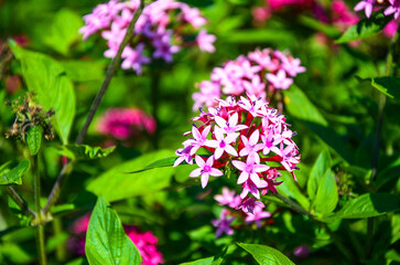 Obraz premium Pentas lanceolata in the garden.