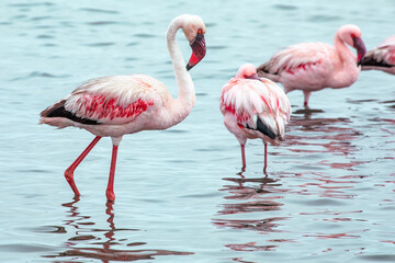 Fototapeta na wymiar Namibia Flamingos. Group of Pink Flamingos Birds near Walvis Bay, the Atlantic Coast of Namibia, Africa. 