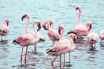 Namibia Flamingos. Group of Pink Flamingos Birds near Walvis Bay, the Atlantic Coast of Namibia, Africa. 