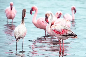 Fototapeta na wymiar Namibia Flamingos. Group of Pink Flamingos Birds near Walvis Bay, the Atlantic Coast of Namibia, Africa. 