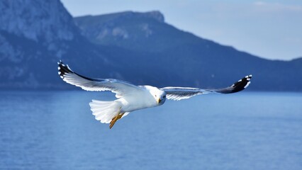 seagull Larus Fuscus landing on cruise