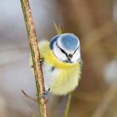 blue tit during winter time in Czech nature