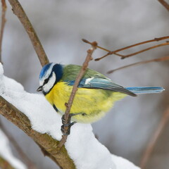blue tit during winter time in Czech nature